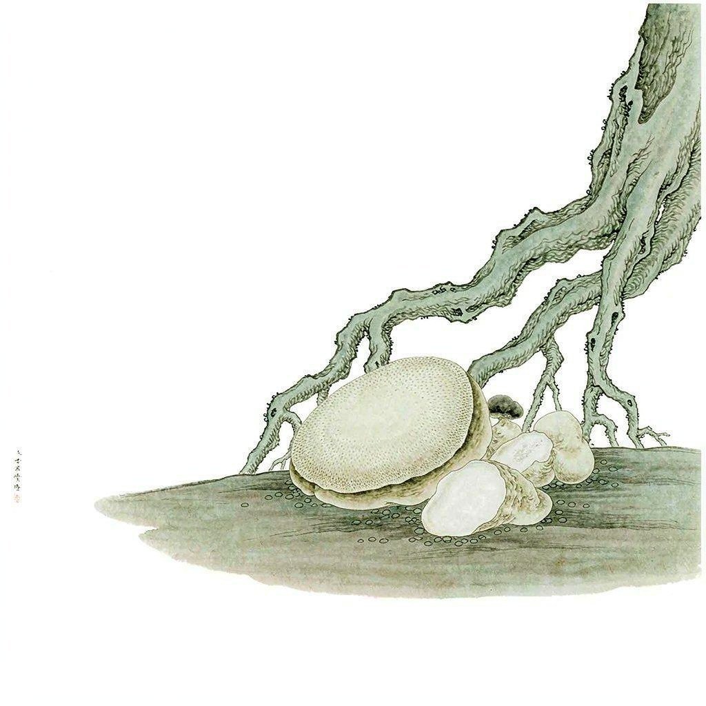 Botanical illustration of Poria (Fu Ling)
